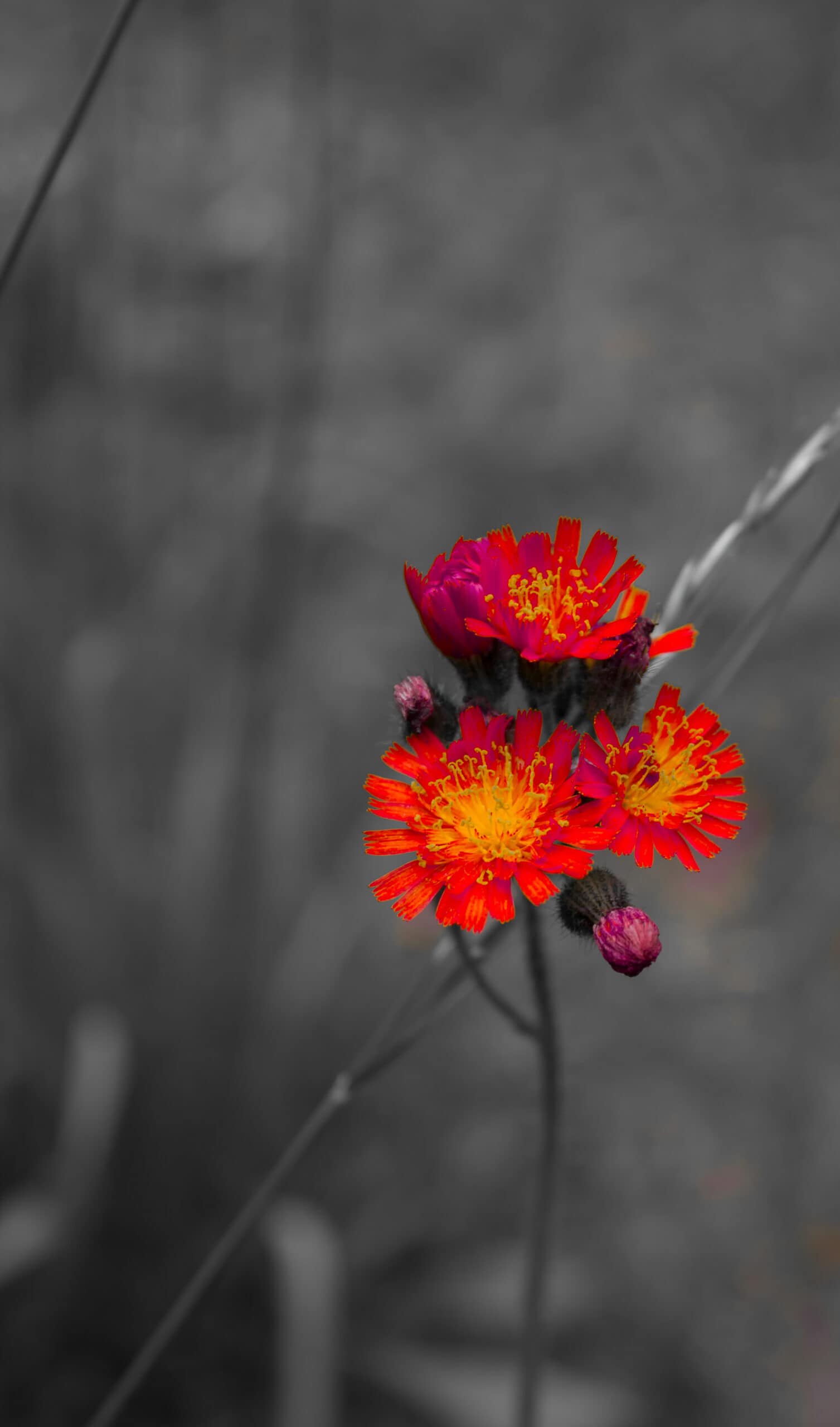 Leuchtende rote Blüten als Farbtupfer vor grauem Hintergrund.