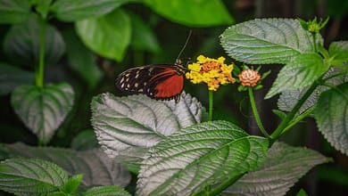 Ein rot-schwarzer Schmetterling sitzt auf einer gelben Blume.